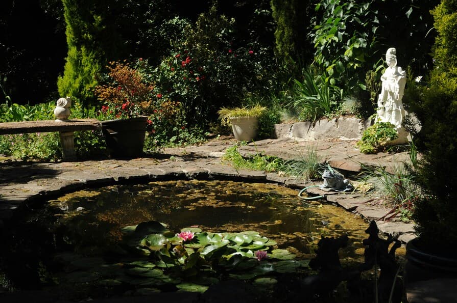 Gartenteich mit Algen und Wasserrosen